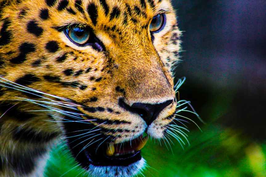 photography of cheetah